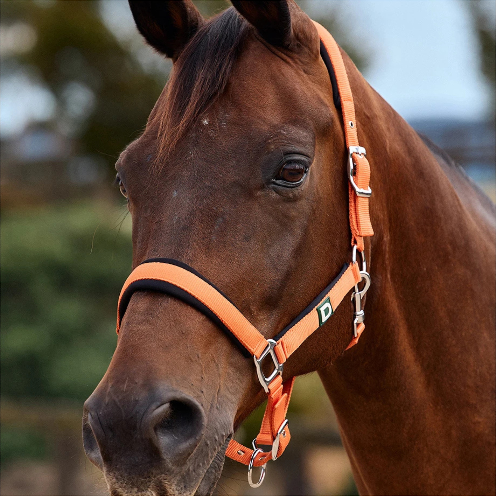 2026 Dublin Neo Comfort Headcollar 1031035 - Orange
